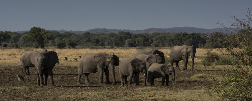 Elephant family   (Klicken zum öffnen)