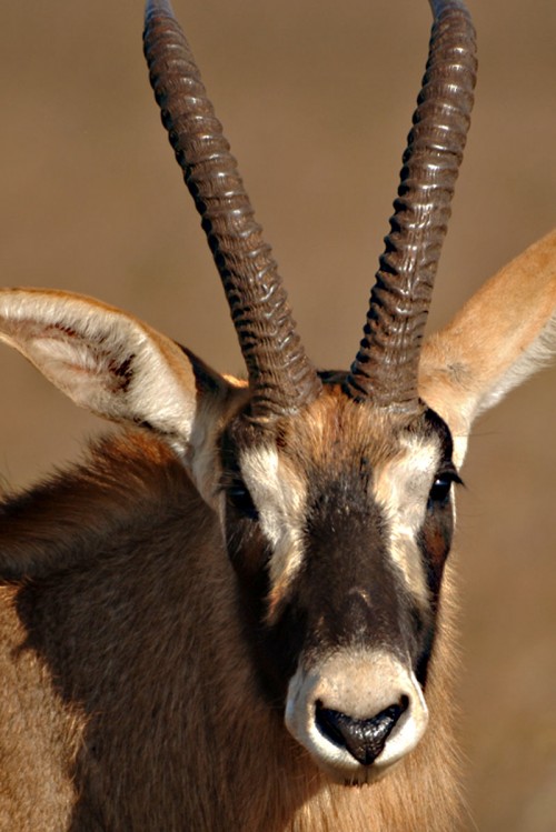 Roan Antelope  / Pferdeantilope   (Klicken zum öffnen)