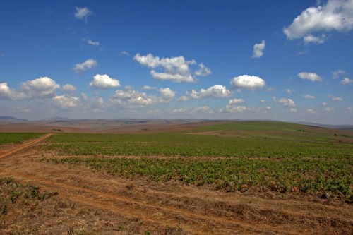 Auf dem Nyika Plateau, 2000 müM   (Klicken zum öffnen)