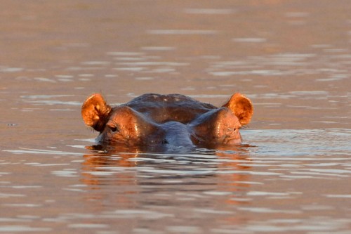 Wachsames Hippo im Shire River   (Klicken zum öffnen)