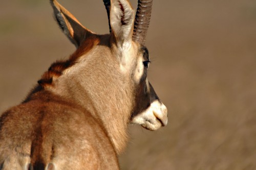 Roan Antelope  / Pferdeantilope, die zweitgrösste Antilope   (Klicken zum öffnen)