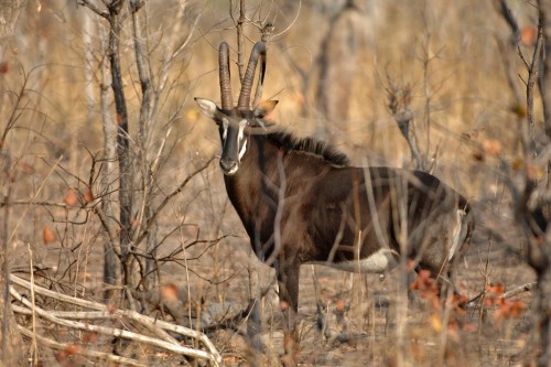 Scheue Sabre Antelope / Rappenantilope, Liwonde NP   (Klicken zum öffnen)