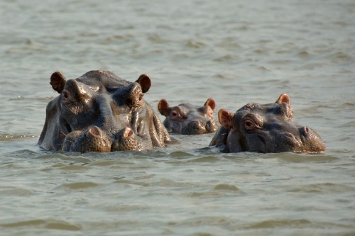 Hippo Family   (Klicken zum öffnen)