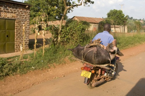 Schweine auf dem Weg zum Metzger   (Klicken zum öffnen)