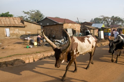 Akola-Rinder sind der Stolz eines jeden Uganders, sie werden meist nur aus Prestigegründen gehalten   (Klicken zum öffnen)