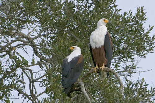  African Fish Eagle / Schreiseeadler   (Klicken zum öffnen)