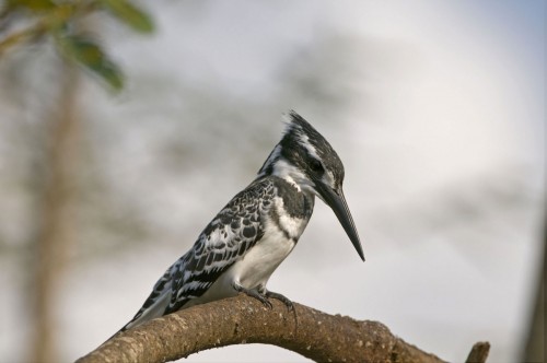  Pied Kingfisher /  Graufischer   (Klicken zum öffnen)