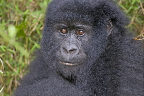 Neugieriger etwa einjähriger Gorilla   (Klicken zum öffnen)