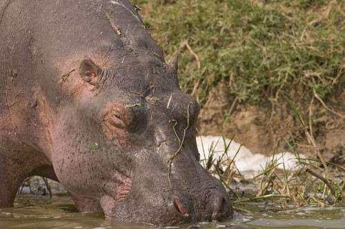 Happy Hippo   (Klicken zum öffnen)