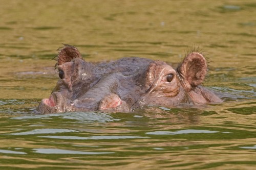 Aufmerksames Hippo   (Klicken zum öffnen)
