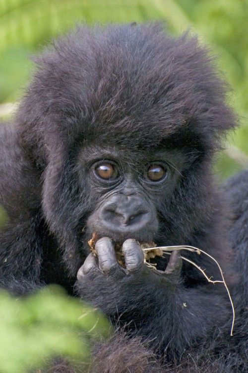 Neugieriger und hungriger junger Gorilla   (Klicken zum öffnen)