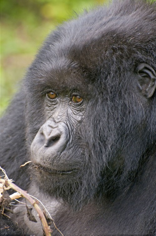 Gorilla-Portrait   (Klicken zum öffnen)
