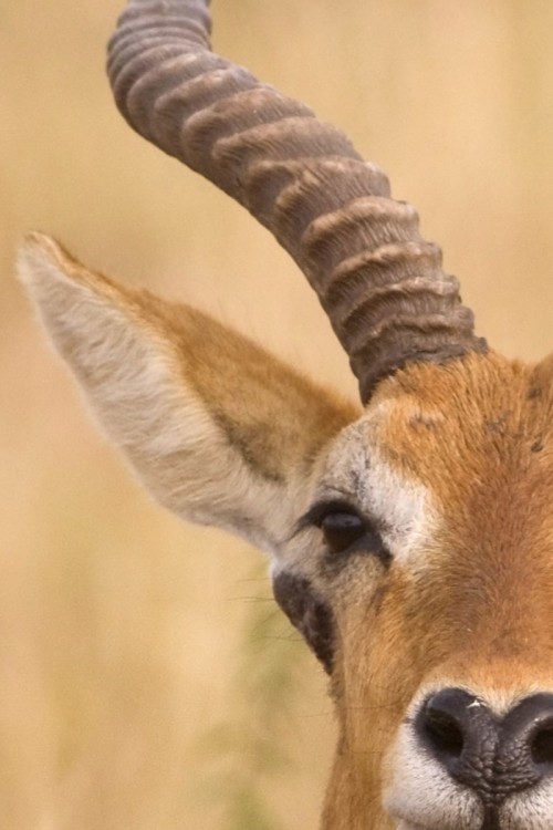 Uganda Kob (endemisch), etwas grösser als ein Impala   (Klicken zum öffnen)