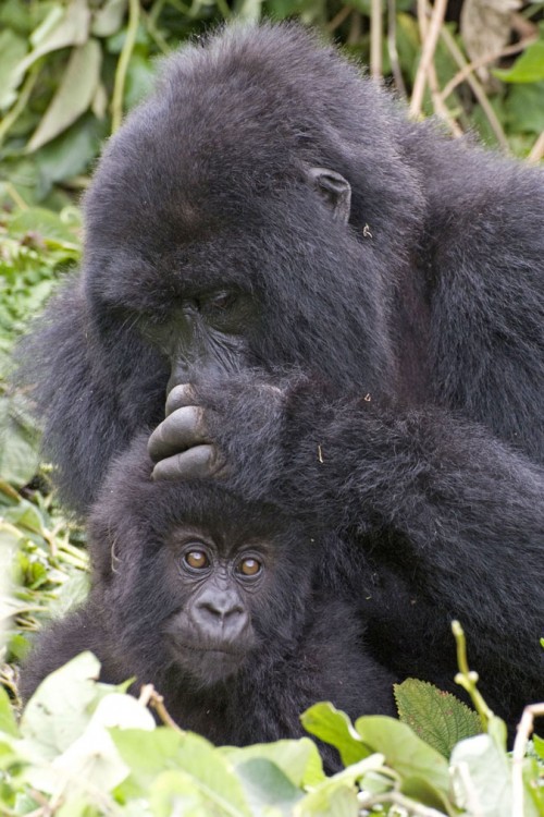 Fellpflege ist wichtig, die Gorilla-Mütter kümmern sich rührend um ihren Nachwuchs   (Klicken zum öffnen)