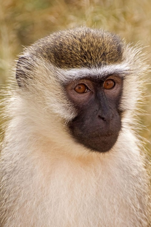 Vervet Monkey  / Grüne Meerkatze   (Klicken zum öffnen)