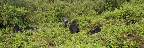 Gorilla Family, Volcanoes NP    (Klicken zum öffnen)