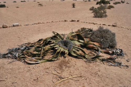 Welwitschia mirabilis, kann mehrere hundert Jahre alt werden    (Klicken zum öffnen)