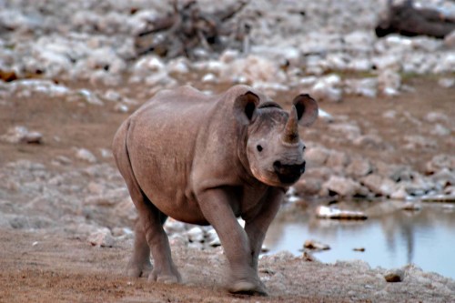 Junges Breitmaulnashorn / White Rhino   (Klicken zum öffnen)