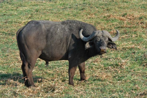 African buffalo   (Klicken zum öffnen)