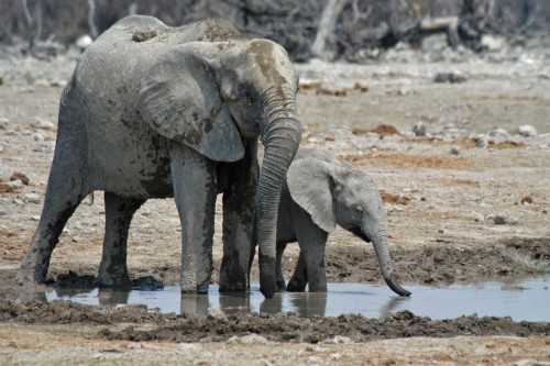 Elefanten brauchen und lieben Wasser   (Klicken zum öffnen)