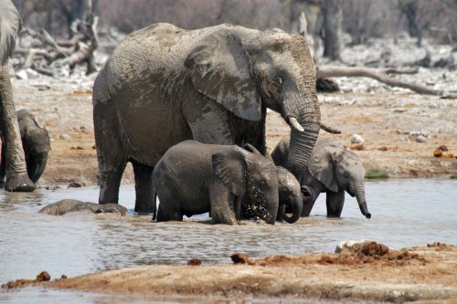 Elephant playground   (Klicken zum öffnen)