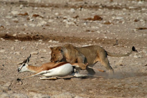 Die Gazelle hat keine Chance   (Klicken zum öffnen)