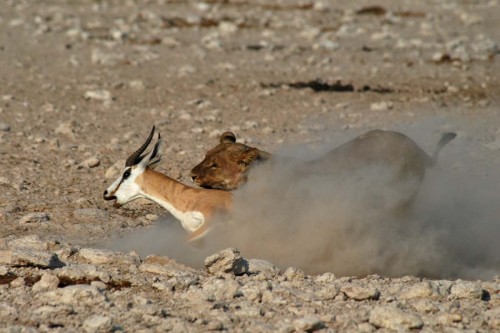 Junger Löwe reisst eine Thompson-Gazelle   (Klicken zum öffnen)