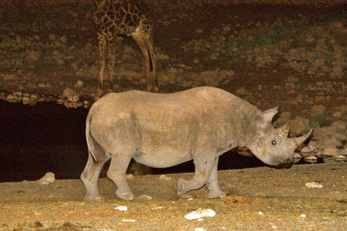 Rhino am beleuchteten Wasserloch; Okaukuejo, Etosha NP   (Klicken zum öffnen)