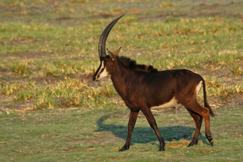 Sabre Antelope / Rappenantilope   (Klicken zum öffnen)