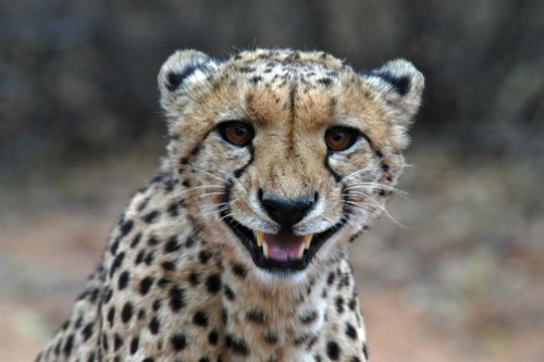 Cheetah / Gepard in der Abenddämmerung   (Klicken zum öffnen)
