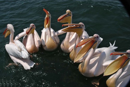Hungrige Pelikane, Walfish Bay   (Klicken zum öffnen)