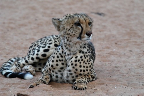 Cheetah / Gepard   (Klicken zum öffnen)