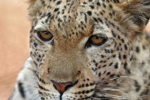 Leopard   (Klicken zum öffnen)