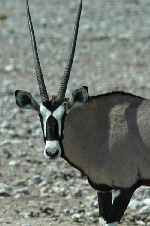 Oryx / Spiessbock   (Klicken zum öffnen)