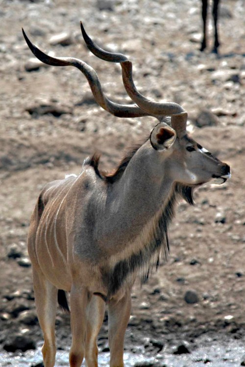 Greater Kudu / Grosser Kudu, leider eine begehrte Jagdtrophäe   (Klicken zum öffnen)
