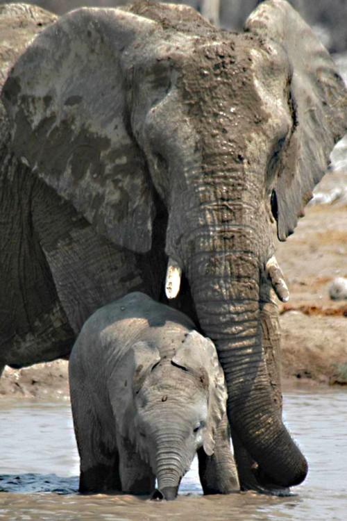 Elefantenmutter lehrt ihr Junges das Trinken   (Klicken zum öffnen)