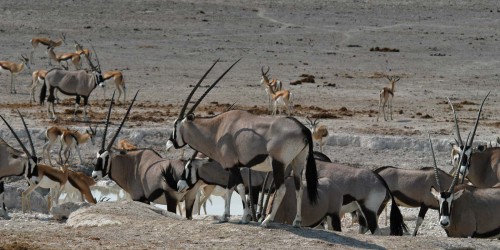 Oryx-Antilopen / Spiessböcke mit eindrücklichen Hörnern   (Klicken zum öffnen)