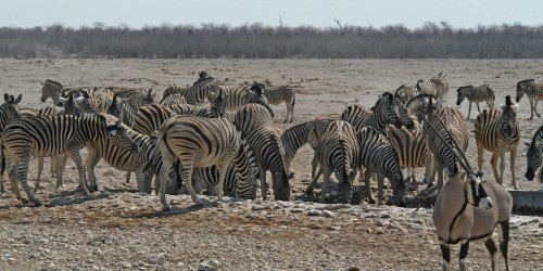 Zebraherden wirbeln Staub auf   (Klicken zum öffnen)