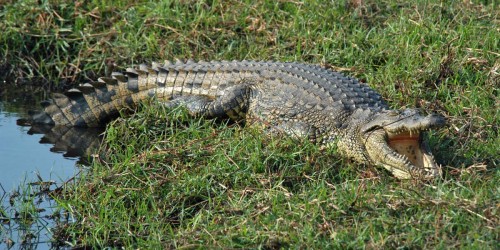 Nilkrokodil   (Klicken zum öffnen)