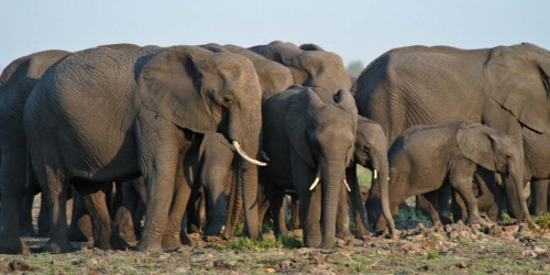Elephant family   (Klicken zum öffnen)