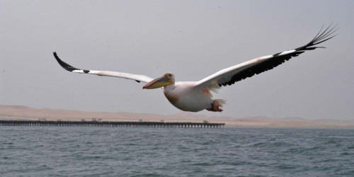Pelikan im Anflug, Walfish Bay   (Klicken zum öffnen)