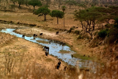 Tarangire River   (Klicken zum öffnen)