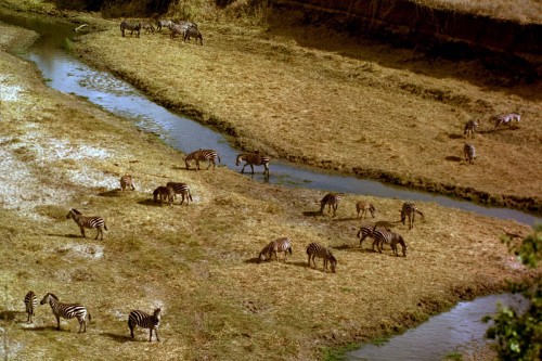 Tarangire River   (Klicken zum öffnen)