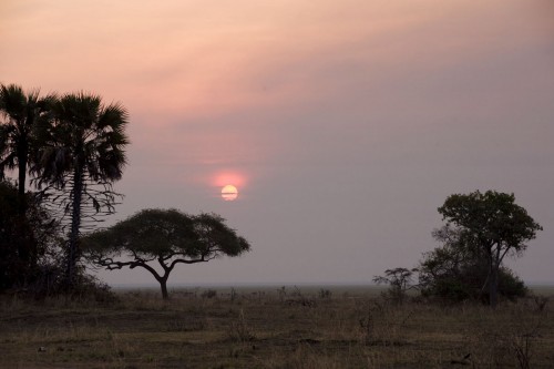 Sunset über der Savanne   (Klicken zum öffnen)