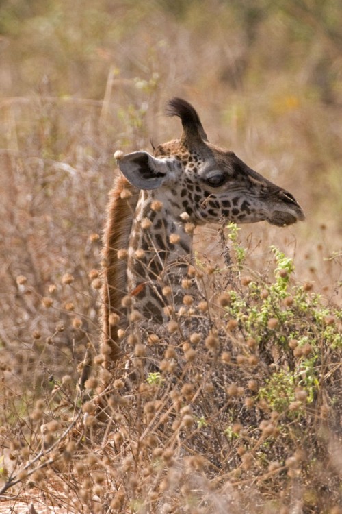 Junge Giraffe   (Klicken zum öffnen)