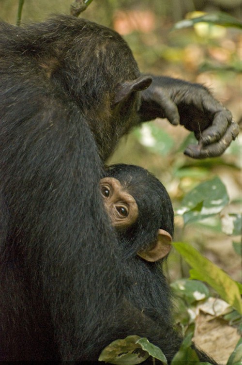 Mama takes care   (Klicken zum öffnen)