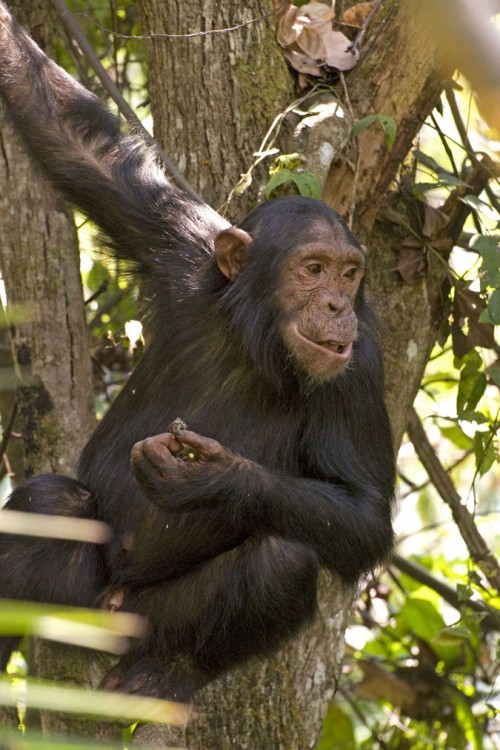 Happy Chimp   (Klicken zum öffnen)