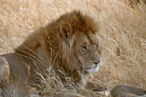 Lion King   (Klicken zum öffnen)