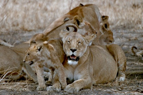 Lion Family   (Klicken zum öffnen)