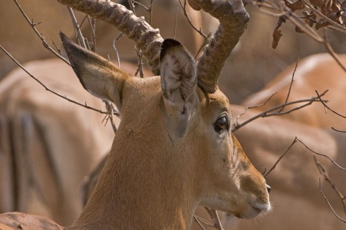 Impala   (Klicken zum öffnen)